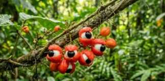 Um fruto que parece observar a floresta esconde o segredo de uma tradição ancestral preservada no coração da Amazônia Uma fotografia macro com qualidade cinematográfica capturando a essência exótica da flora amazônica através de frutos de guaraná (Paullinia cupana) em perfeito estado de maturação. A imagem, apresentada no arquivo watermarked_img_2959215577990621582.png, destaca o contraste marcante entre o vermelho vibrante das cascas rompidas, a pureza do arilo branco e o brilho negro das sementes, que criam a célebre ilusão de ótica de olhos humanos observando o ambiente. O vime principal corta a cena diagonalmente, revelando texturas orgânicas ricas e detalhes minuciosos, enriquecidos por delicadas gotículas de orvalho matinal. A escolha técnica de uma abertura ampla resulta em uma profundidade de campo curtíssima, isolando o assunto principal contra um fundo de folhagens tropicais com um efeito bokeh suave e natural. A luz difusa da manhã penetra a copa das árvores, eliminando sombras duras e realçando a saturação natural das cores primárias presentes na composição