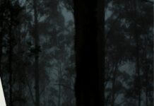 A ilha portuguesa de eterna primavera com a floresta mais antiga que a humanidade Ilustração de floresta de laurissilva com névoa entre as árvores