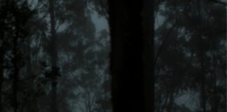 A ilha portuguesa de eterna primavera com a floresta mais antiga que a humanidade Ilustração de floresta de laurissilva com névoa entre as árvores