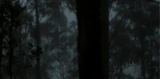 A ilha portuguesa de eterna primavera com a floresta mais antiga que a humanidade Ilustração de floresta de laurissilva com névoa entre as árvores
