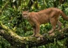 O raro instinto do segundo maior felino brasileiro revela uma surpreendente descoberta sobre o que ele faz com suas presas escondidas Fotografia documental de vida selvagem capturando uma onça-parda adulta em seu habitat natural na Floresta Amazônica. O felino está posicionado estaticamente sobre uma ramificação robusta e sinuosa de uma árvore nativa, intensamente colonizada por briófitas, musgos e plantas epífitas como bromélias. A composição utiliza uma lente teleobjetiva de grande abertura, resultando em uma profundidade de campo curta que isola o animal contra o plano de fundo complexo de folhagens tropicais. A iluminação é natural e dinâmica, caracterizada pelo efeito chasing light, onde a luz solar fragmentada penetra o dossel superior, esculpindo a musculatura do felino e realçando a textura detalhada de sua pelagem curta e uniforme. O tom geral da imagem evoca a atmosfera úmida, misteriosa e preservada da floresta intocada, com foco cravado nos olhos expressivos do predador.