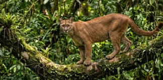 O raro instinto do segundo maior felino brasileiro revela uma surpreendente descoberta sobre o que ele faz com suas presas escondidas Fotografia documental de vida selvagem capturando uma onça-parda adulta em seu habitat natural na Floresta Amazônica. O felino está posicionado estaticamente sobre uma ramificação robusta e sinuosa de uma árvore nativa, intensamente colonizada por briófitas, musgos e plantas epífitas como bromélias. A composição utiliza uma lente teleobjetiva de grande abertura, resultando em uma profundidade de campo curta que isola o animal contra o plano de fundo complexo de folhagens tropicais. A iluminação é natural e dinâmica, caracterizada pelo efeito chasing light, onde a luz solar fragmentada penetra o dossel superior, esculpindo a musculatura do felino e realçando a textura detalhada de sua pelagem curta e uniforme. O tom geral da imagem evoca a atmosfera úmida, misteriosa e preservada da floresta intocada, com foco cravado nos olhos expressivos do predador.