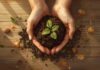 ‘Ouro verde’: o adubo caseiro que revitaliza as plantas sem gastar nada Mãos segurando composto orgânico com uma muda verde