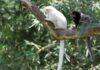 Cresce o registro de primatas sem pigmentação no Brasil, aponta estudo Sagui de pelagem branca ao lado de sagui de pelagem normal em um galho