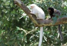 Cresce o registro de primatas sem pigmentação no Brasil, aponta estudo Sagui de pelagem branca ao lado de sagui de pelagem normal em um galho