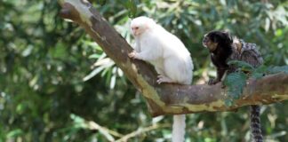 Cresce o registro de primatas sem pigmentação no Brasil, aponta estudo Sagui de pelagem branca ao lado de sagui de pelagem normal em um galho