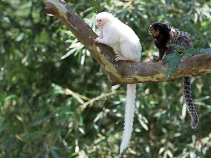 Sagui de pelagem branca (leucismo) em galho Sagui de pelagem branca ao lado de sagui de pelagem normal em um galho