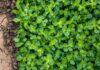 Estudo com 17 mil conflitos revela como o solo influenciou as guerras Ilustração de solo seco ao lado de plantação verde