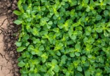 Estudo com 17 mil conflitos revela como o solo influenciou as guerras Ilustração de solo seco ao lado de plantação verde
