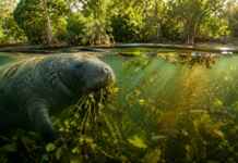 O peixe-boi não apenas come plantas: seus resíduos devolvem nutrientes à água dos rios amazônicos