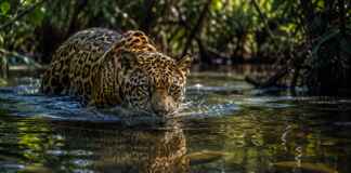 Eu achava que a onça-pintada evitava rios, até descobrir como o maior felino das Américas caça dentro da água