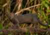 O “gato” brasileiro com corpo de lontra pode medir mais de um metro e possui pupilas diferentes das de muitos felinos