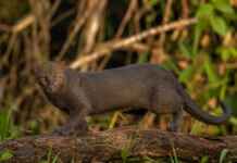 O “gato” brasileiro com corpo de lontra pode medir mais de um metro e possui pupilas diferentes das de muitos felinos