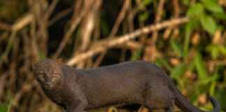 O “gato” brasileiro com corpo de lontra pode medir mais de um metro e possui pupilas diferentes das de muitos felinos