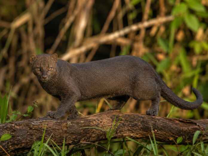 O “gato” brasileiro com corpo de lontra pode medir mais de um metro e possui pupilas diferentes das de muitos felinos