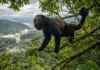 O macaco brasileiro cujo grito atravessa até 5 quilômetros usa a própria cauda como um quinto membro