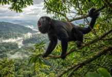 O macaco brasileiro cujo grito atravessa até 5 quilômetros usa a própria cauda como um quinto membro