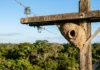 João-de-barro orienta abertura do ninho contra a radiação solar da tarde para evitar superaquecimento de ovos nas cidades