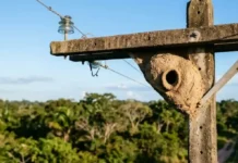 João-de-barro orienta abertura do ninho contra a radiação solar da tarde para evitar superaquecimento de ovos nas cidades