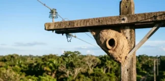 João-de-barro orienta abertura do ninho contra a radiação solar da tarde para evitar superaquecimento de ovos nas cidades João-de-barro orienta abertura do ninho contra a radiação solar da tarde para evitar superaquecimento de ovos nas cidades