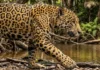 Rosetas da pelagem da onça-pintada funcionam como assinatura individual e auxiliam biólogos na identificação por fotografias