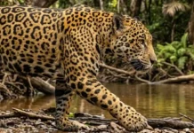 Rosetas da pelagem da onça-pintada funcionam como assinatura individual e auxiliam biólogos na identificação por fotografias