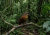 Uirapuru incorpora cantos de outras aves em seu repertório e utiliza mimetismo vocal para demarcar território na Amazônia