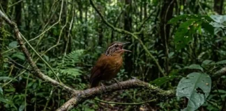 Uirapuru incorpora cantos de outras aves em seu repertório e utiliza mimetismo vocal para demarcar território na Amazônia Uirapuru incorpora cantos de outras aves em seu repertório e utiliza mimetismo vocal para demarcar território na Amazônia