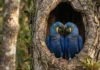 Arara-azul mantém o mesmo parceiro por três décadas e enfrenta escassez de cavidades naturais para reprodução na natureza