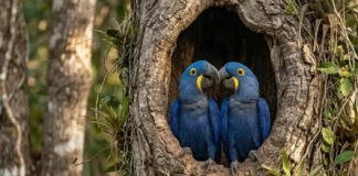 Arara-azul mantém o mesmo parceiro por três décadas e enfrenta escassez de cavidades naturais para reprodução na natureza Arara-azul mantém o mesmo parceiro por três décadas e enfrenta escassez de cavidades naturais para reprodução na natureza