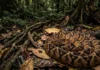 Surucucu-de-fogo utiliza camuflagem em folhas secas e imobilidade prolongada para realizar a caça por emboscada na Amazônia