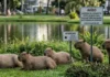 Capivara atua como hospedeira de carrapatos transmissores da febre maculosa e exige ações de manejo biológico nas cidades