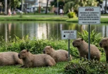 Capivara atua como hospedeira de carrapatos transmissores da febre maculosa e exige ações de manejo biológico nas cidades