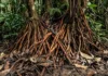 Palmeira do açaí atua como recicladora de nutrientes em áreas de várzea e sustenta o equilíbrio ecológico na Amazônia