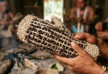 Formiga-tucandeira possui picada de alta intensidade dolorosa e integra rito de passagem tradicional do povo Sateré-Mawé