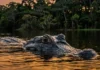 Manejo comunitário promove o retorno do jacaré-açu a lagos da Amazônia após três décadas de desaparecimento local