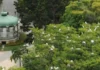Garças da Praça Batista Campos criam observatórios naturais de aves em Belém e atraem moradores ao ecossistema urbano