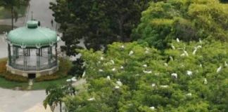 Garças da Praça Batista Campos criam observatórios naturais de aves em Belém e atraem moradores ao ecossistema urbano