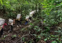 Produtores de castanha-do-pará abrem reservas extrativistas para turistas acompanharem a coleta e o processamento da amêndoa