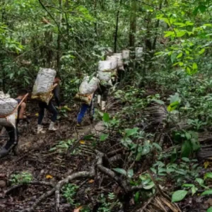 Produtores de castanha-do-pará abrem reservas extrativistas para turistas acompanharem a coleta e o processamento da amêndoa