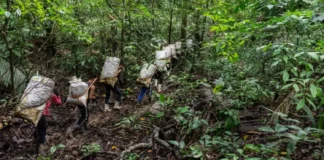 Produtores de castanha-do-pará abrem reservas extrativistas para turistas acompanharem a coleta e o processamento da amêndoa