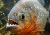 Origem tupi da palavra piranha une os termos “peixe” e “dente” para descrever a característica mais marcante do predador amazônico