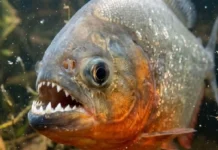 Origem tupi da palavra piranha une os termos “peixe” e “dente” para descrever a característica mais marcante do predador amazônico