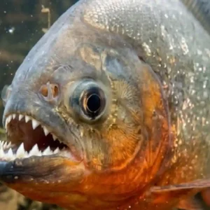 Origem tupi da palavra piranha une os termos "peixe" e "dente" para descrever a característica mais marcante do predador amazônico