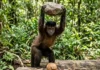 Macaco-prego da Amazônia seleciona pedras por tamanho e peso como ferramentas para quebrar cocos e castanhas duras