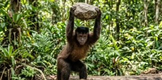 Macaco-prego da Amazônia seleciona pedras por tamanho e peso como ferramentas para quebrar cocos e castanhas duras