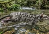 Cuíca-d’água caça peixes em riachos rápidos usando patas traseiras com membranas que nenhum outro marsupial do planeta possui