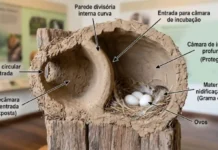 Arquitetura do joão-de-barro utiliza câmara interna curva como chicane térmica e barreira contra intempéries nas cidades