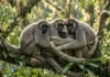 Organização social do muriqui-do-norte desafia modelos clássicos da primatologia com base na ausência de hierarquia e na cooperação pacífica