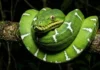 Cobra-papagaio utiliza visão infravermelha para capturar morcegos em voo nas copas mais altas da floresta durante a noite